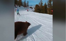 Ursul la skiat! Mamiferul filmat cum aleargă pe o pârtie printre oameni