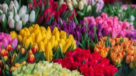 Piețele de flori din Capitală luate „cu asalt” de bărbați. Cu cât a crescut prețul la flori