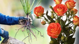 Cum să stimulezi creșterea rapidă a trandafirilor. Sfaturi utile