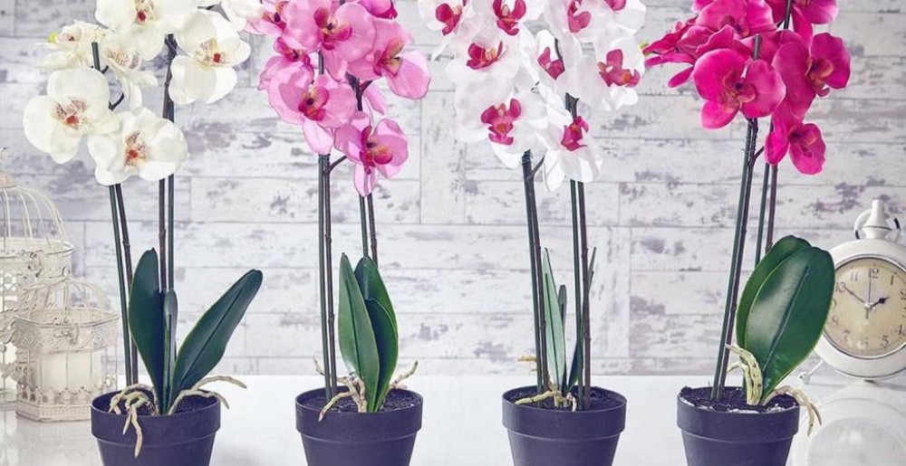 10 plante norocoase care atrag dragostea și bunăstarea în casă. Trebuie să le ai în locuința ta