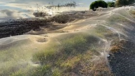 Imagini de coșmar pe un câmp acoperit de pânză, după ce păianjenii au fost treziți de ploaie