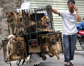 De ce  chinezii mănâncă câini, șoareci și alte lighioane de la care se presupune că a pornit virusul