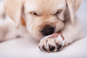 De ce câinele își linge lăbuțele. Informații utile pentru toți iubitorii de animale de companie