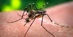 11 tehnici și metode pentru a scăpa de țânțari vara