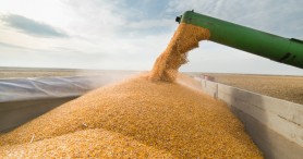 Licențierea importului de cereale este extinsă pentru încă 3 luni
