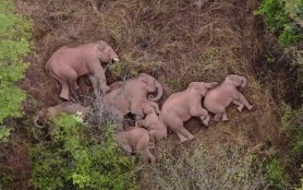 Imagini spectaculoase cu cei 15 elefanți migratori din China care se odihnesc după călătoria de 500 km