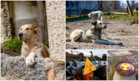 Detaliu surprinzător despre câinii de la Cernobîl. Ce au arătat testele de sânge și ce este diferit la ei