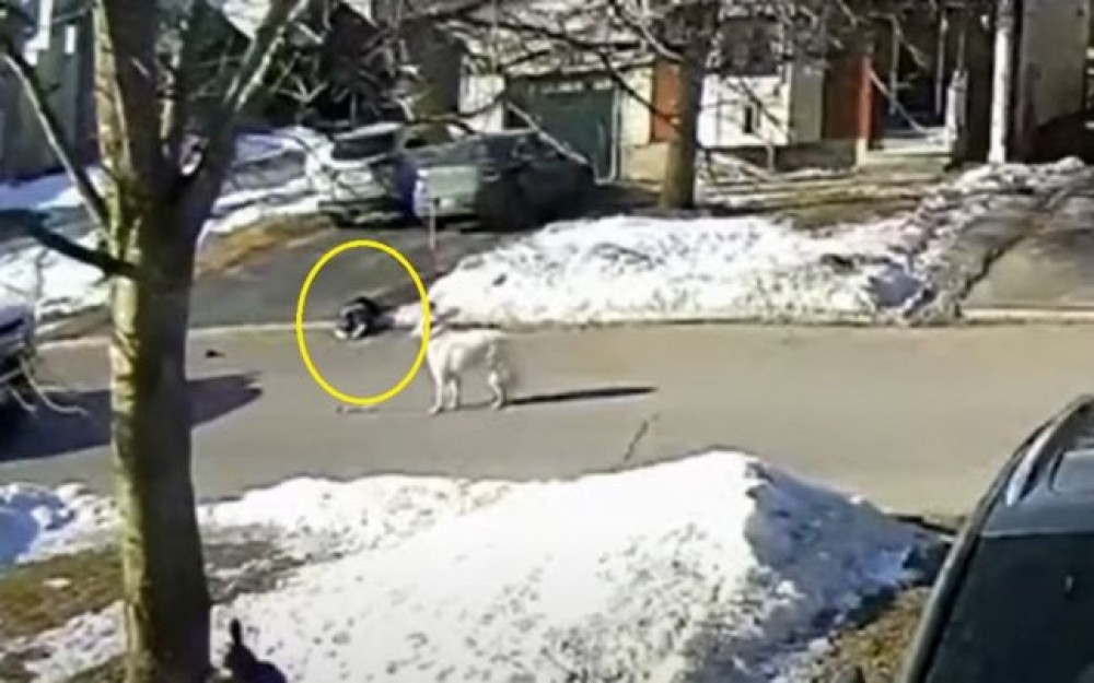 VIDEO EMOŢIONANT // Un câine i-a salvat viaţa stăpânei sale, după ce s-a prăbuşit la pământ