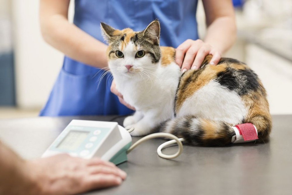 STUDIU // Pisicile se pot infecta de COVID-19. Ce animale sunt vulnerabile în fața infecției