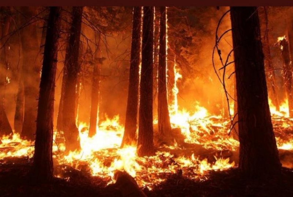 Ultima oră // Incendiu în pădurea de la Condrița. Arde tabăra Andrieș