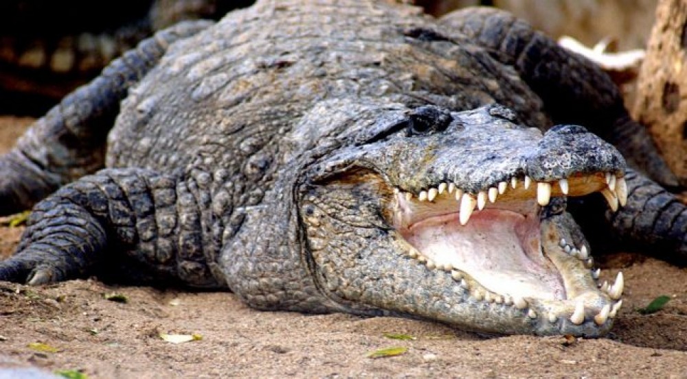VIDEO // Copil de 8 ani, ÎNGHIŢIT de un crocodil uriaş