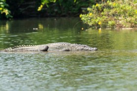 O mamă şi-a aruncat copilul de 6 ani într-un râu plin cu crocodili