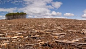 Defrișările forestiere intră în carantină. Se sistează toate tipurile de lucrări silvico-tehnice în fondul forestier de stat