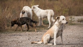 Mai puțini maidanezi pe străzile din Chișinău? În jur de 1000 de câini din stradă ar urma să fie sterilizați