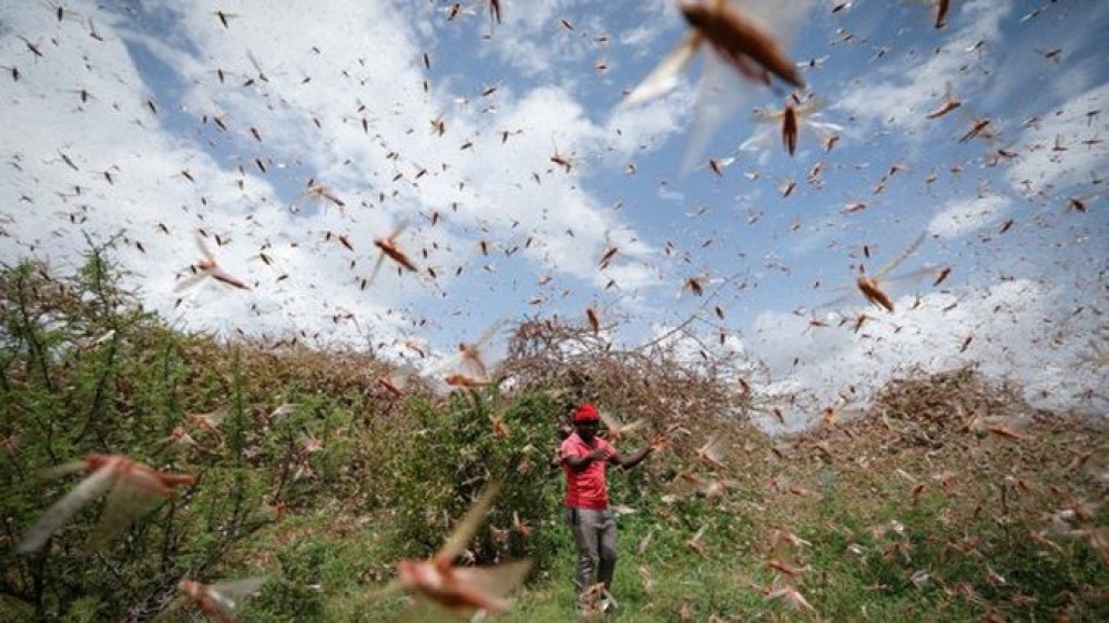 Omenirea se luptă cu COVID-19, iar Africa este lovită de cea mai mare invazie de lăcuste din ultimii 70 de ani