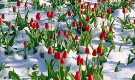 Fenomen neobişnuit în ultima zi a lunii martie: La sudul Moldovei ninge
