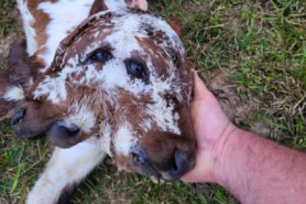 Foto/Video: Vițel cu două capete, născut la o fermă: Este un miracol