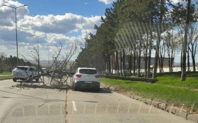 ULTIMA ORĂ // Un copac a căzut peste un automobil care circula regulamentar
