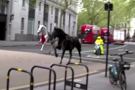 Alertă în centrul Londrei. Mai mulţi cai, între care unul plin de sânge, au fost scăpaţi de sub control