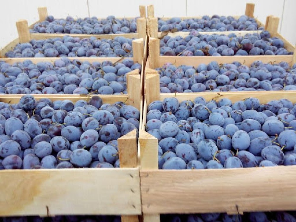 Peste 10 tone de prune din Moldova nu au putut să intre în Rusia. Fructele au fost distruse