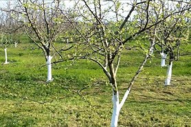 De ce primăvara se dau copacii cu var